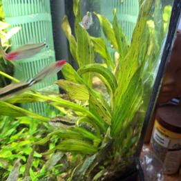 Amazonas Schwertpflanze Echinodorus Ozelot