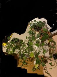 (reserviert) Efeututen