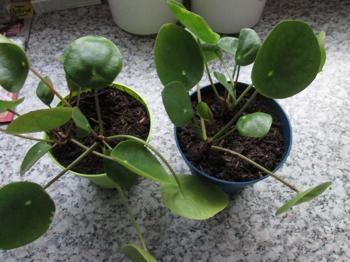 (reserviert) Ufopflanze / Pilea