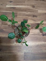 Ufopflanze/ Pilea Ableger