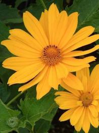 Winterhartes gut bewurzeltes Sonnenauge