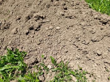 Erde, Aushub, Humus ungesiebt zu verschen