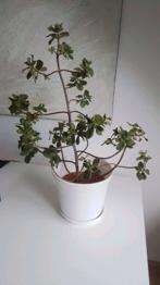 (reserviert) ZIMMERPFLANZE