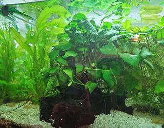 Aquariumpflanzen zur Verwendung oder als Goldfischfutter