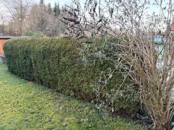 Thujen - Hecke zu verschenken