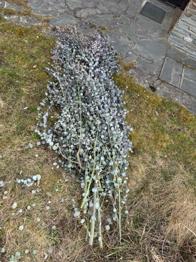 Eukalyptus Zweige - Deko