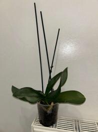 Orchidee sucht neuen Profi-Gärtner