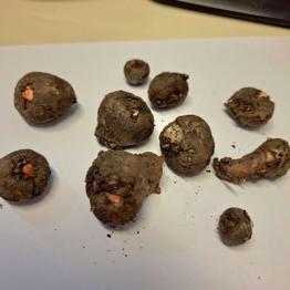 (reserviert) Tränenbaum Teufelszunge Knollen