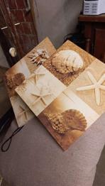 2 Bilder Muscheln 35x35cm