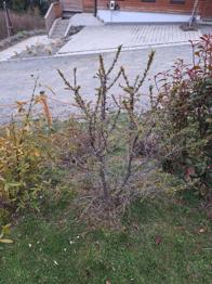 2 Sanddornsträucher (männlich & weiblich)