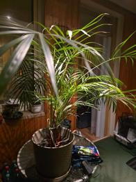 (reserviert) Topf Palme