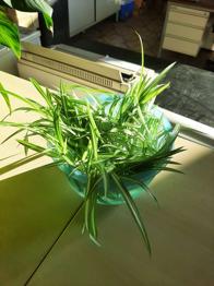 Grünlilie Ableger in gute Hände abzugeben