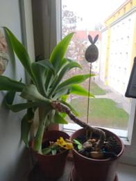 (reserviert) Pflanze