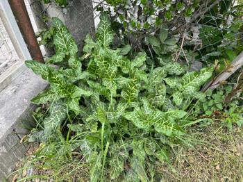 Gartenpflanze zum Ausbuddeln