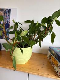 (reserviert) Pflanzen zu verschenken