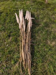 Pampasgras getrocknet