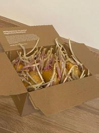 Vorgezogene Kartoffel