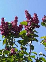 Immergrün und flieder