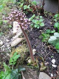 Schildblatt Gartenpflanze