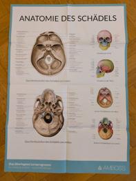 Anatomie des Schädels Plakat Amboss