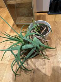 Verwachsene Aloe Vera