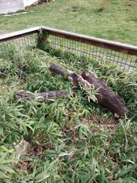 2 Baumstämme von einer Zwetschke, mit Baumschwamm, beide ca 80 cm lang, als Gartendekoration